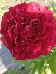  Півонія "Олд Фейтфул" (Paeonia "Old Faithful")