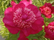 Півонія "Ніппон Перейд" (Paeonia "Nippon Parade")