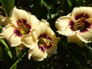 Лілійник "Сноуі Айз" (Hemerocallis "Snowy Eyes")