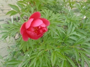 Півонія "Корал Фей" (Paeonia "Coral Fay")