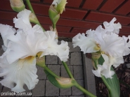 Півники кореневищні "Порселейн Енджел" (Iris "Porcelain Angel")