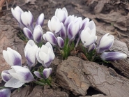 Крокус золотистий "Леді Кіллер" (Crocus chrysanthus "Lady Killer")