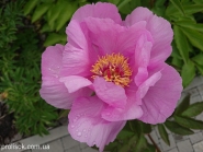 Півонія "Лавендер" (Paeonia "Lavender")