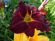 Лілійник "Ед Мюррей" (Hemerocallis "Ed Murray")