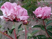 Півонія "Пітерже Фрінд Вагенаар" (Paeonia "Pietertje Vriend Wagenaar")