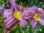Лілійник "Прерія Блю Айс" (Hemerocallis "Prairie Blue Eyes")