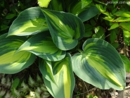 Хоста "Кетерін" (Hosta "Catherine")