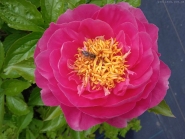 Півонія "Валкюре" (Paeonia "Walküre")