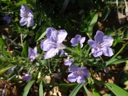 Руеллія приземиста або низька (Ruellia humilis)