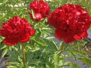 Півонія "Крістмас Вельвет" ("Christmas Velvet")