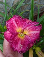 Лилейник "Энтрапмент" (Hemerocallis "Entrapment")