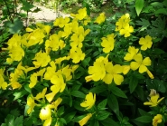 Енотера чотирикутна (Oenothera fruticosa subsp. glauca)