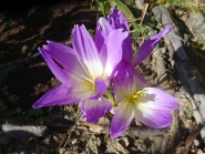 Пізньоцвіт "Розі Доун" (Colchicum "Rosy Dawn")