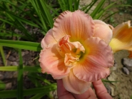 Лілійник "Сілоам Дабл Классік" (Hemerocallis "Siloam Double Classic")