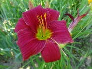 Лілійник "Літл Вайн Кап" (Hemerocallis "Little Wine Cup")