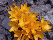 Крокус "Голден Єллоу" (Crocus "Golden Yellow")