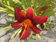 Лилейник "Отум Ред" (Hemerocallis "Autumn Red")