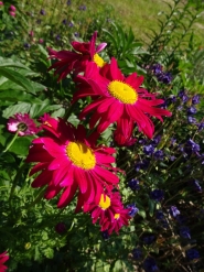 Маруна рожева гібрид "Джемс Келвей" (Pyrethrum roseum hybridum "James Kelway")