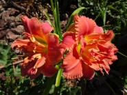 Лілійник "Конго Корал" (Hemerocallis "Congo Coral")