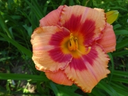 Лілійник "Строберрі Кенді" (Hemerocallis "Strawberry Candy")