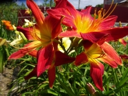 Лілійник "Oупен Харт" (Hemerocallis "Open Hart")