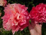 Пион "Лорелей" (Paeonia "Lorelei")