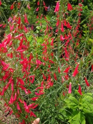 Пенстемон бородатий (Penstemon barbatus)
