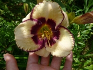 Лілійник "Бордер Мюзік" "Border Music"