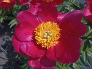 Півонія "Скарлет  О'Хара" (Paeonia "Scarlet O'Hara")