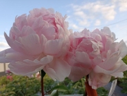 Півонія "Бьюті Франсез" (Paeonia "Beautе Francaise")