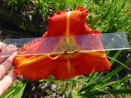 Лілійник "Тускавілла Тігріс" (Hemerocallis "Tuscawilla Tigress")