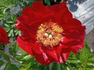Півонія "Зе Макіно Гранд" (Paeonia "The Mackinac Grand")