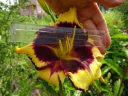  Лілійник "Каліко Джек" (Hemerocallis"Calico Jack")