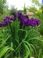 Півники мечоподібні "Ейлінс Дрім" (Iris ensata "Eileen's Dream")