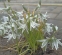 Рястка поникла (Ornithogalum nutans)