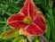 Лілійник "Файа енд Фог" (Hemerocallis "Fire and Fog")