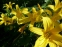 Лілійник "Цітріна" (Нemerocallis "Сitrina")