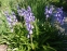 Гіацинтоід іспанський "Ексельсіор" (Hyacinthoides hispanica "Excelsior")