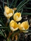 Крокус золотистий "Романс" (Crocus chrysanthus "Romance")