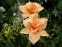 Лілійник "Дабл Дрім" (Hemerocallis "Double Dream")