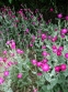 Коронарія шкіряста (Lychnis coronaria)
