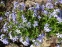 Флокс розчепірений блакитний (Phlox divaricata blue)