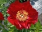 Півонія "Зе Макіно Гранд" (Paeonia "The Mackinac Grand")